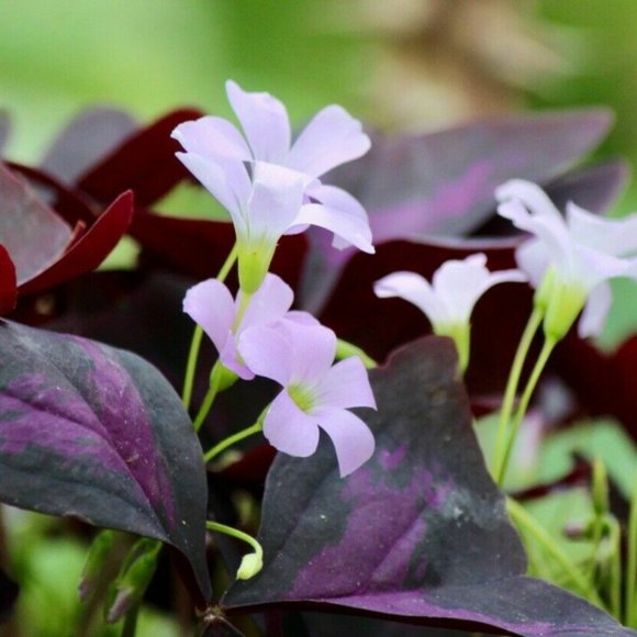 5 Bulbs Clusters NOT PLANTS Purple False Shamrock - Picture 1 of 10